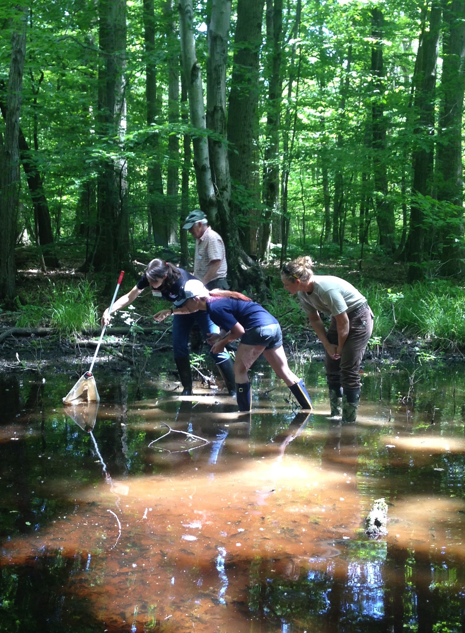 Looking for salamanders in this vernal pool on Ohio State's Mansfield campus!