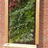 Coca Cola Sustainability Grant Past Winner - Green Wall Project