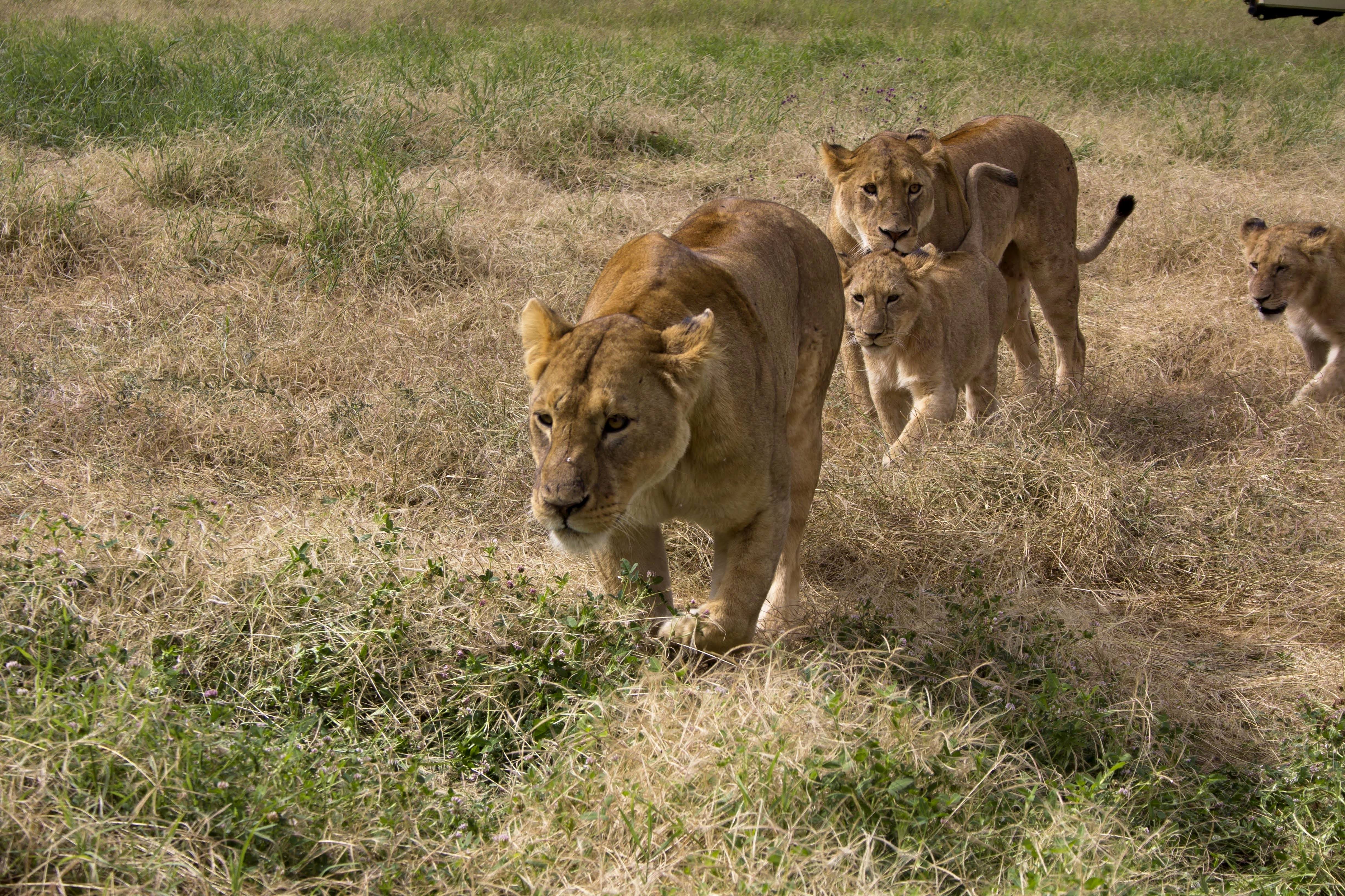 Lions and their cubs during the safari