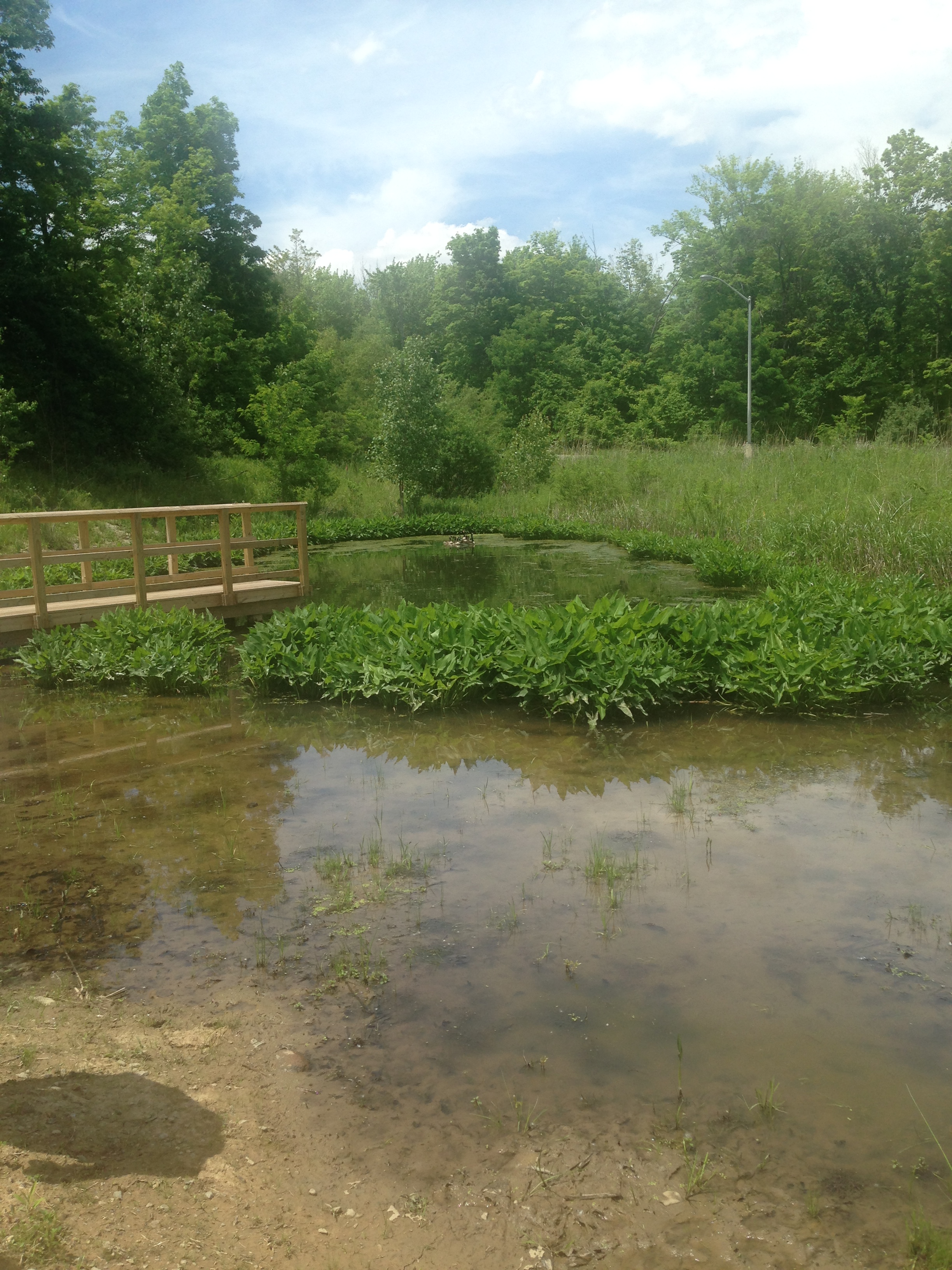 This wetland is a part of an outdoor classroom at Ohio State's Mansfield Campus.
