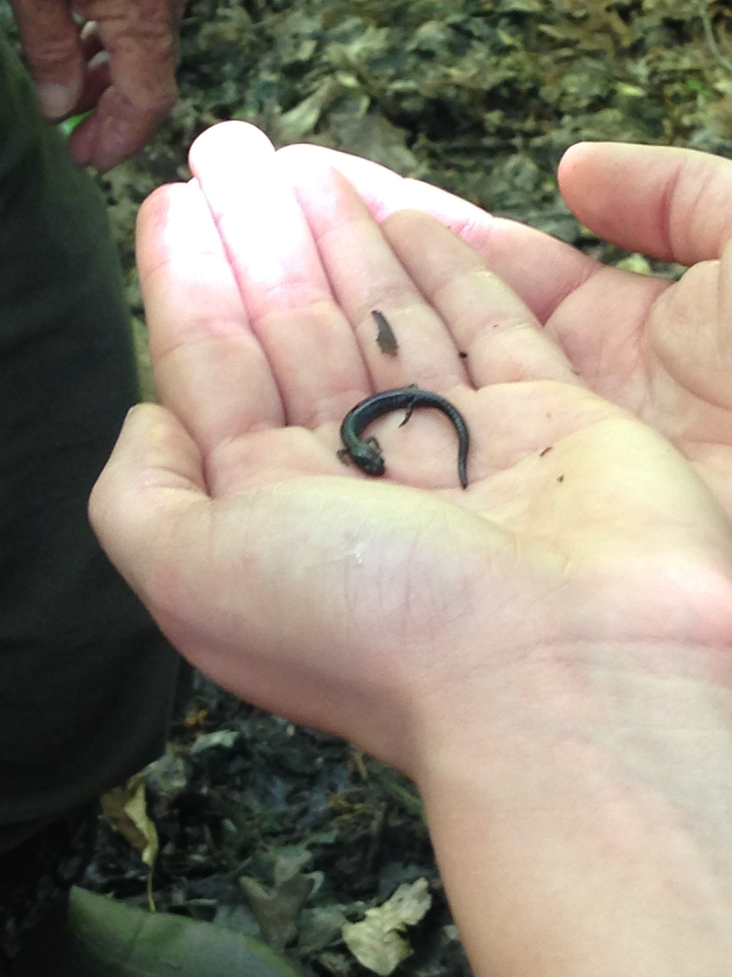 Salamander found near vernal pool.