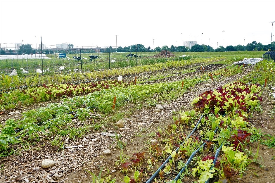 Crops growing at Ohio State’s Sustainable Student Farm