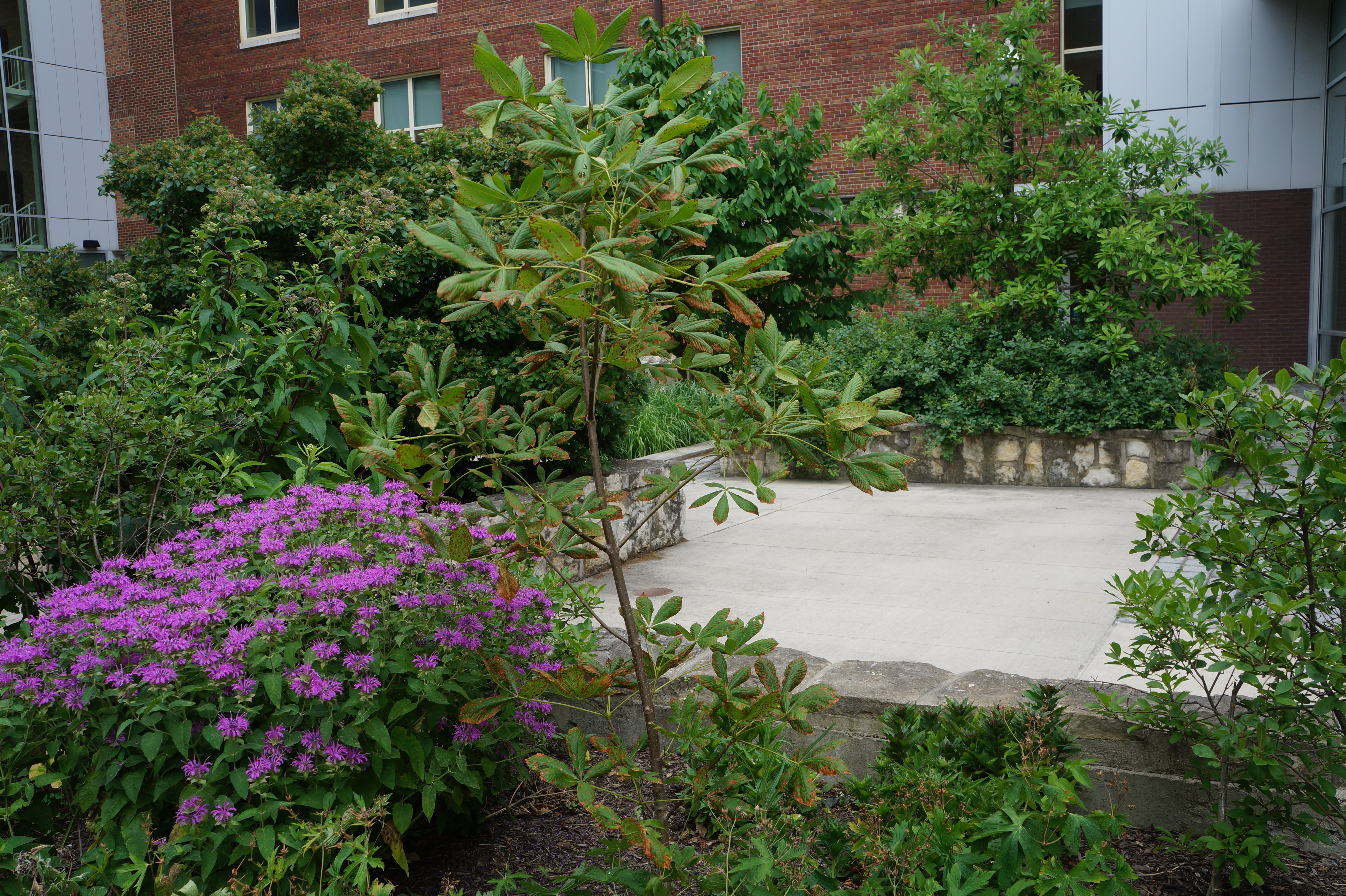 Buckeye Tree at the Rain Garden