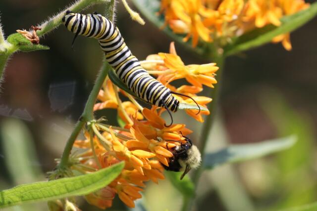 A caterpillar crawling on a flower.