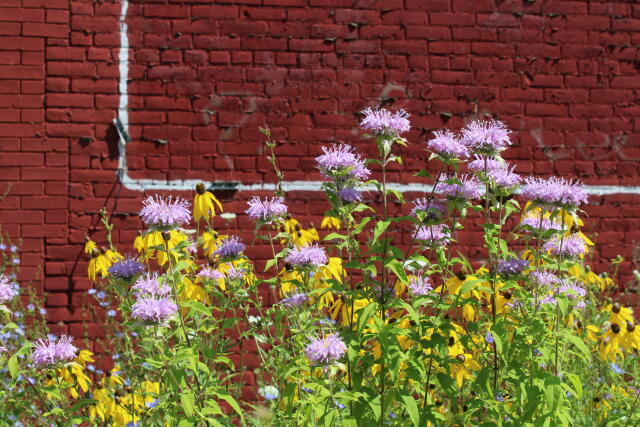 flowers blooming alongside an Ohio State building